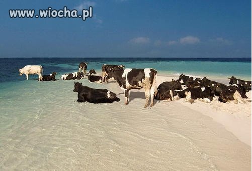 Niektórzy tak zachowują się na plaży