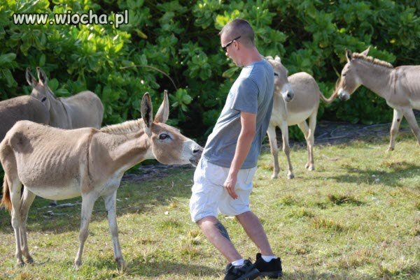 Najwidoczniej koleś pomylił osła ...
