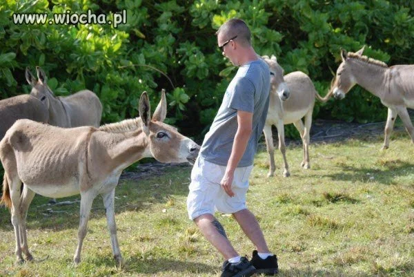 Najwidoczniej koleś pomylił osła ...