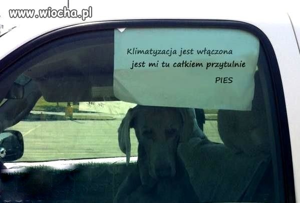 Jedni ludzie troszczą się o psy
