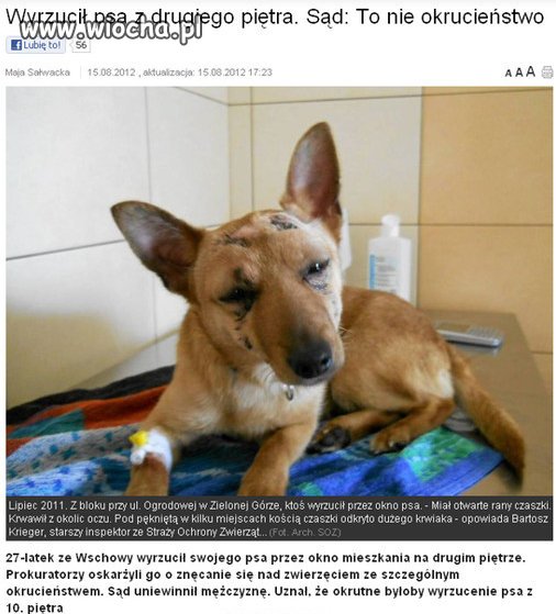 Wyrzucił psa z drugiego piętra