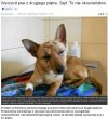 Wyrzucił psa z drugiego piętra