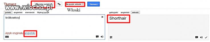 Google tłumacz