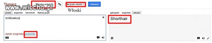 Google tłumacz