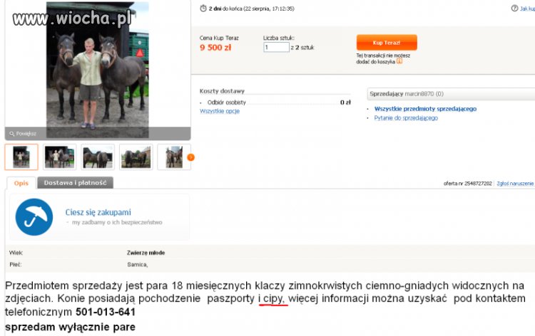 Konie mają wszystko co trzeba