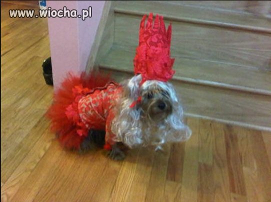 Mój właściciel to idiota