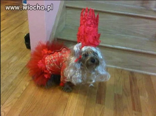 Mój właściciel to idiota