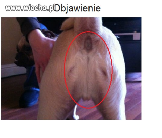 Teraz rzeszę wiernych będą pielgrzymować...