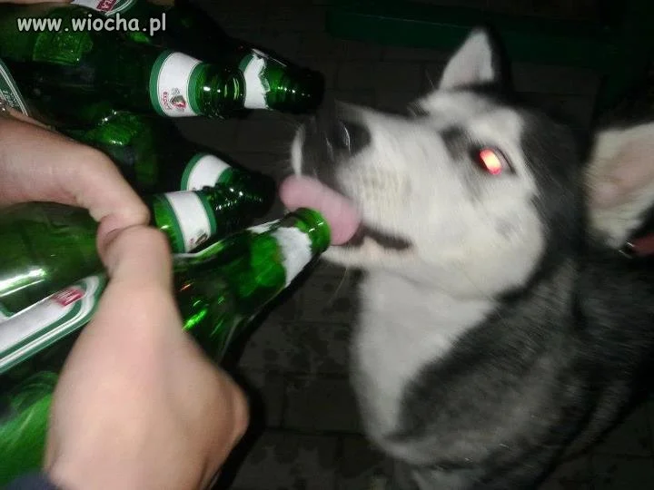 Brak mi słów na to!