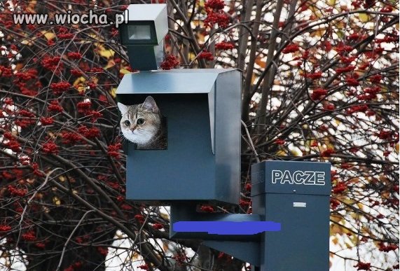 Fotopaczacz