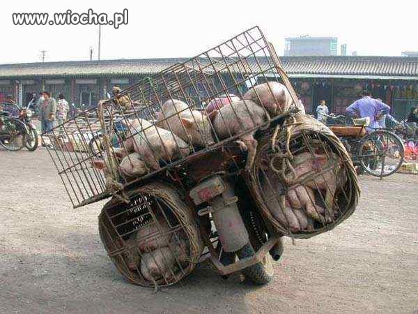 Świński transport