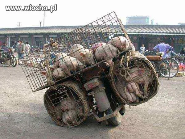 Świński transport