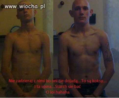 Skoksione chomiki 