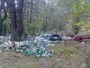 Polskie lasy