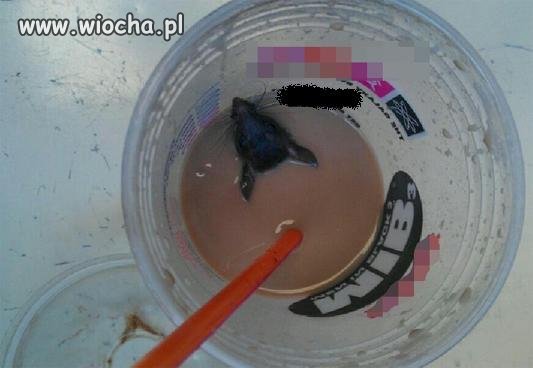 Pijesz kawę a tu taka niespodzianka.