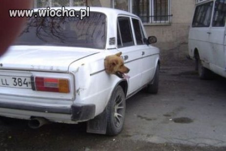 Tak przewozi się psa u ruskich