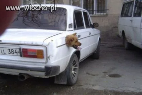 Tak przewozi się psa u ruskich
