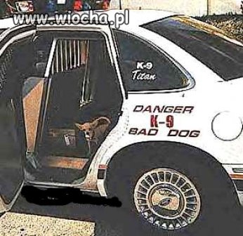 Danger K-9 Bad Dog