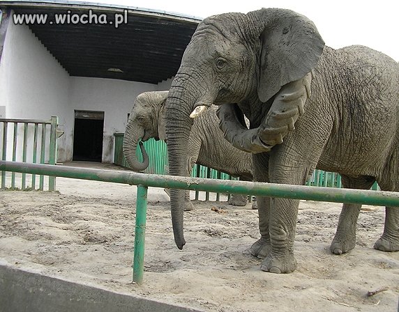 Komuś się nudziło na wycieczce do zoo