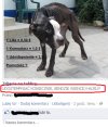 Nie wiem czy pies skorzysta na lajkowniu ale..