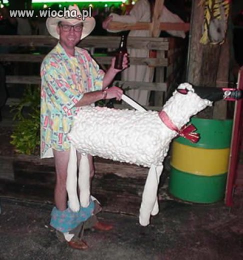 Jest owca i piwo