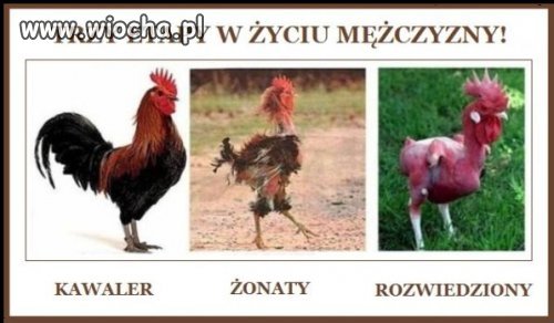 Kogut