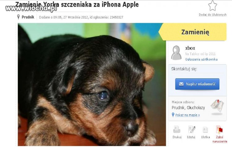 Zamienię Yorka szczeniaka na iPhone Apple