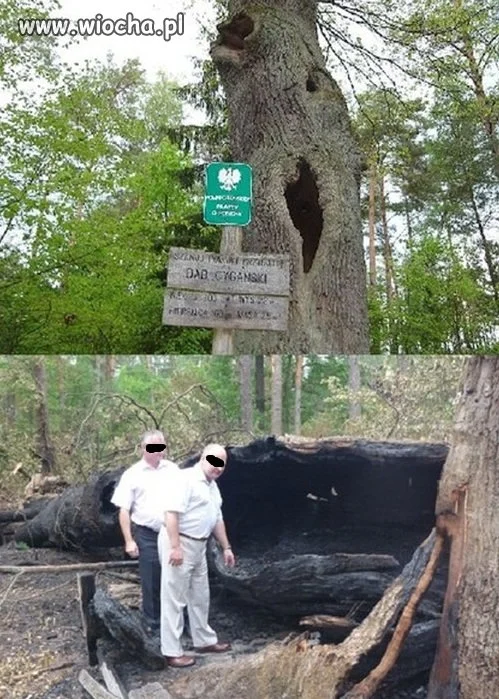Dla checy podpalili pomnik przyrody