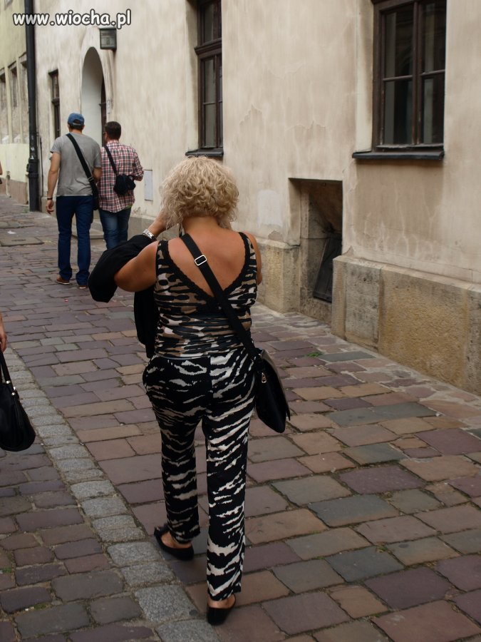 Dzika kotka w Krakowie