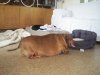 Ten jamnik waży 35 kilogramów