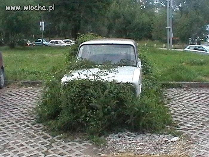 To się nazywa wrosnąć w otoczenie.