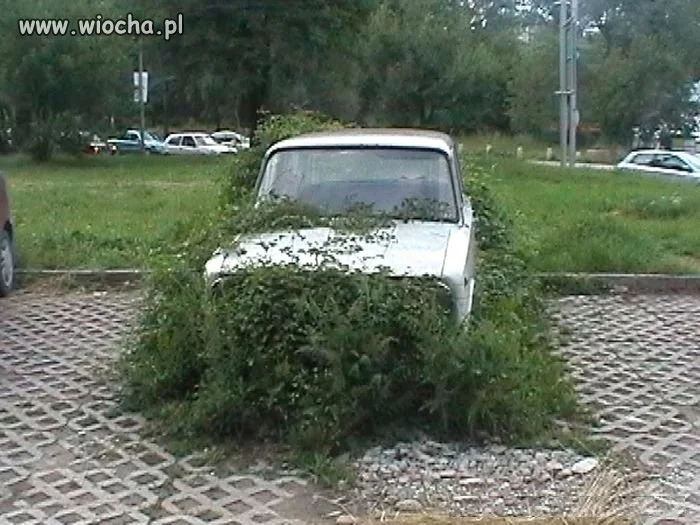 To się nazywa wrosnąć w otoczenie.