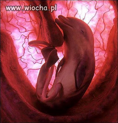 Wiocha dla tych co mordują te niewinne stworzenia