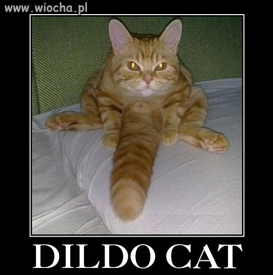 Dildo Cat...