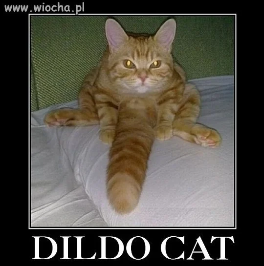 Dildo Cat...