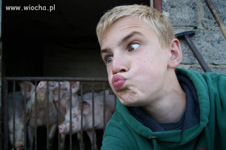 Takie tam ze świniami.