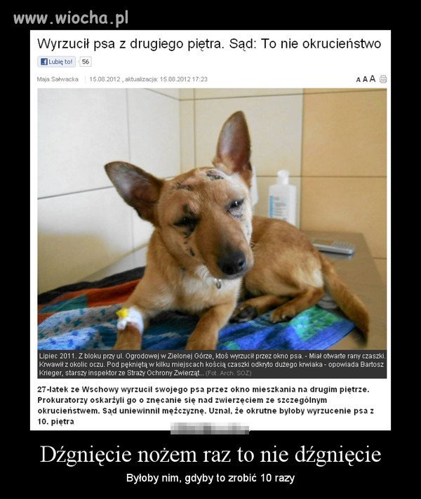 Rzucić biednego psiaka z 2 piętra przez okno