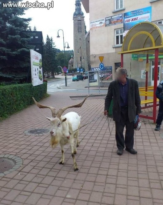 Na spacerku z pupilkiem