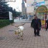 Na spacerku z pupilkiem