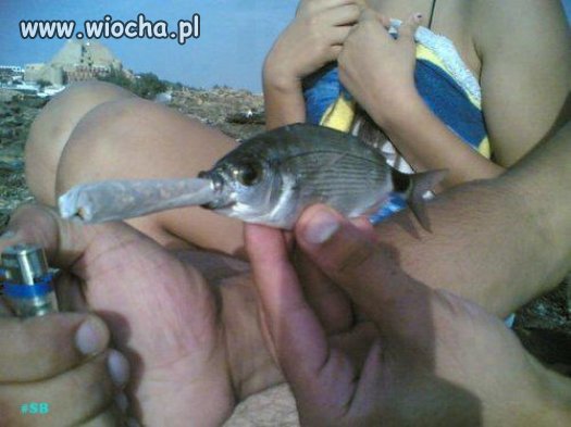 Okrucieństwo