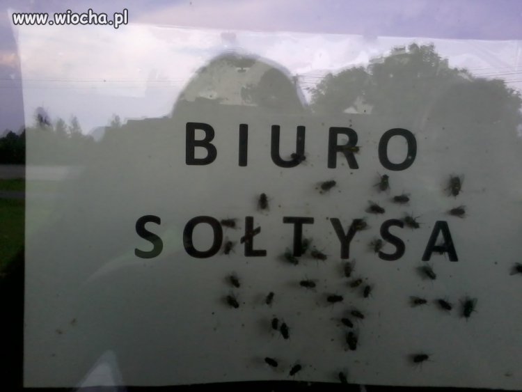 Muszki się wylęgły 
