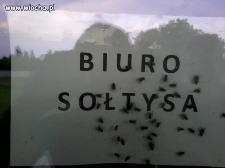 Muszki się wylęgły 