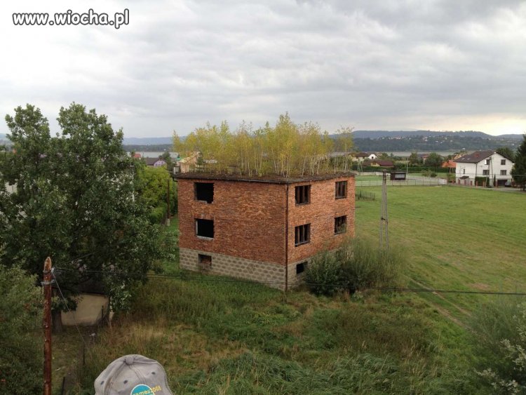 Ekologiczny dach