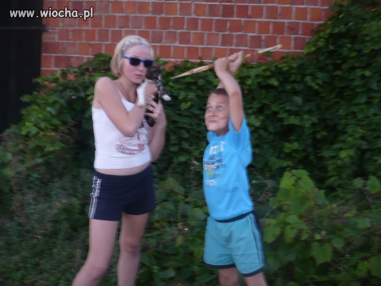 Aha kicia 
