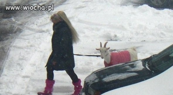 Różowe obuwie, różowa koza