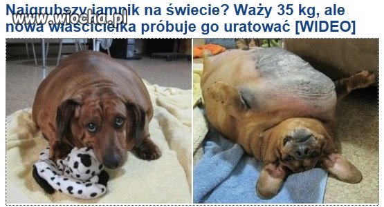 Co za SKU*** trzeba być aby tak utuczyć psa