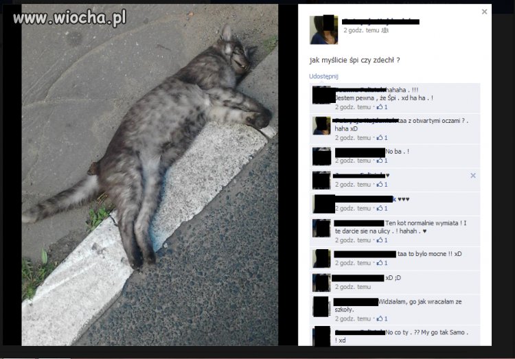 Taak kot śpi...