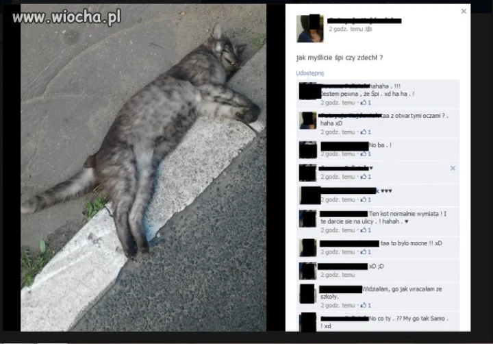 Taak kot śpi...