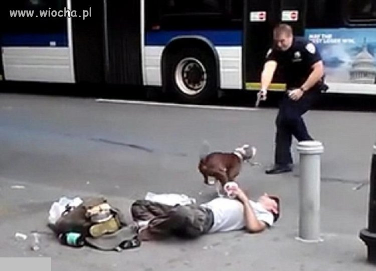 Nowojorski policjant zabija psa