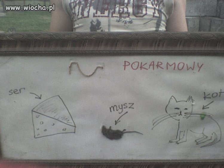 Łańcuch pokarmowy